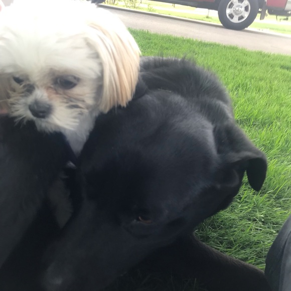 LIKE THIS POST FOR LIVE SHOW NOTIFICATIONS ♥️ - Picture 2 of 2